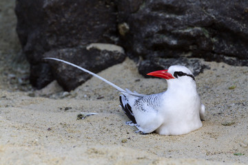 A Red-billed Tropic Bird, Phaethon aethereus, resting on a sandy beach, Galapagos Islands