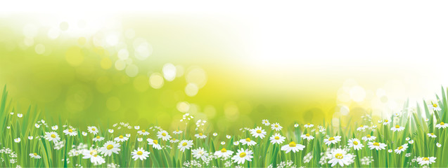 Vector nature  background, daisy  flowers field.