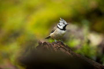 Lophophanes cristatus. Nature of Europe. Wild Scandinavian nature. Beautiful picture. From bird life. Color photograph. Finland. Karelia.