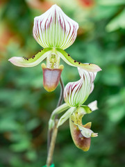 Orchid flower in tropical garden, Paphiopedilum callosum, green background for postcard or agriculture business