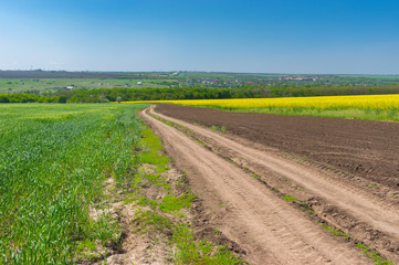 Landscape with an earth road between wheat and flowering rape agricultural fields in central Ukraine