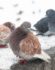 pigeon on the background of snow
