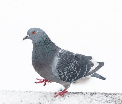 pigeon on the background of snow
