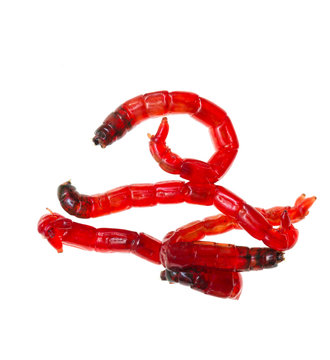 red worms for fishing on a white background
