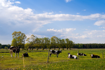 Wiejski krajobraz Podlasia © podlaski49