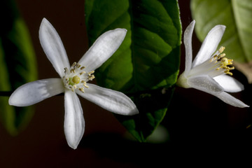 Mandarin orange flowers close up