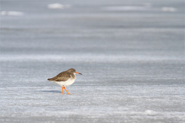 Common Redshank (Tringa totanus ) in Denmark, Holbaek coast on the frozen sea. March 2018.