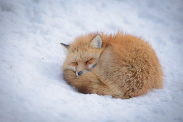 キツネ