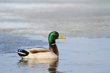 Mallard duck. ( Anas platyrhynchos )