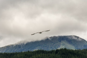 Seagull catching fish on the wing