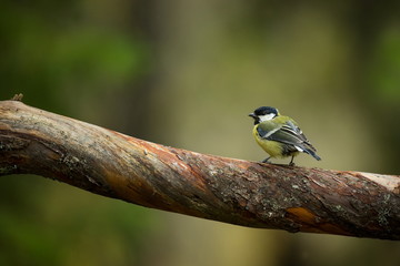 Parus major. Wildlife of Finland. Beautiful picture. Karelia. From bird life. Free nature. Scandinavia. European nature. Little bird. Expanded throughout Europe.
