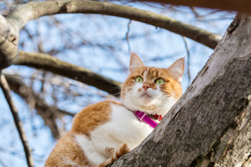 Naklejka na ściany i meble Cut funny white-and-red on the tree. Shallow depth of field, green cat eyes in the focus. Beautiful early spring day.