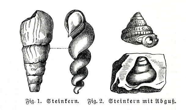 Fossils of snails - cast and mold (from Meyers Lexikon, 1896, 13/740)