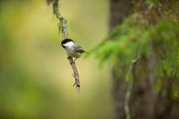 Poecile montanus. Wildlife of Finland. Beautiful picture. Karelia. From bird life. Free nature. Scandinavia. European nature. Little bird. Expanded throughout Europe.