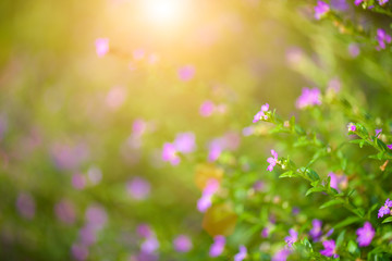 Soft focus beautiful purple Cuphea hyssopifolia flower
