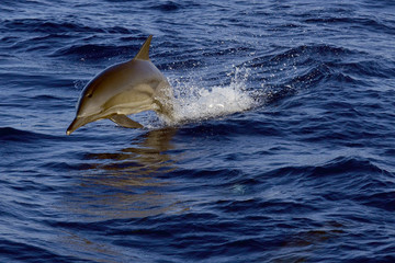 COMMON BOTTLENOSE DOLPHIN (TURSIOPS TRUNCATUS), OR ATLANTIC BOTTLENOSE DOLPHIN