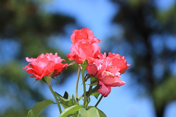 Obraz premium rose