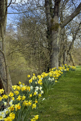Row of spring daffodils lining the side of a pond
