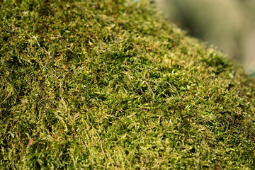 Green moss grows on a tree