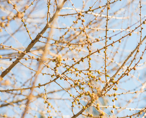 Tree larch with buds in spring. Larix tree
