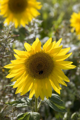 Sunflowers on the edge of a field of sunflowers