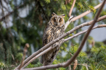 Long eared owl on the tree