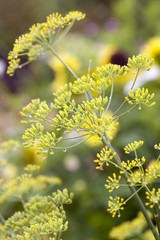 Yellow Fennel flowers