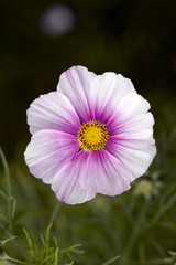 Obraz premium A single pink cosmos flower