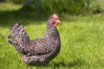 Free range chicken on grass