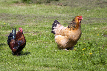 Two colourful free range chickens strutting around