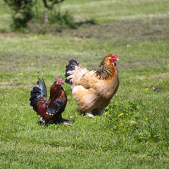 Two colourful free range chickens strutting around