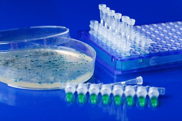 Scientist hand  picks up bacterial colonies for cloning of transgenic vector into plasmid DNA