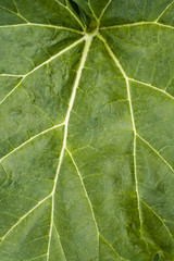 Rhubarb leaf full frame background