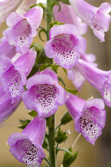 Foxglove flowers