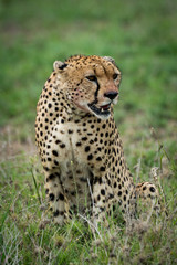 Cheetah sitting with turned head on grassland