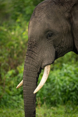 Close-up of African elephant with hanging trunk