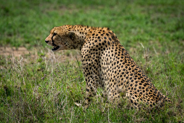 Fototapeta premium Cheetah sitting on grassy plain stretching forward