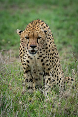 Naklejka na ściany i meble Cheetah sitting and leaning forwards on grassland