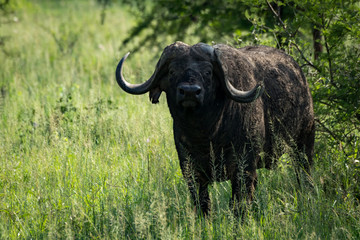Obraz premium Cape buffalo stares at camera from bushes