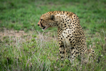 Cheetah sitting and stretching sideways on grassland