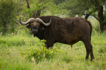 Cape buffalo facing camera in grassy clearing