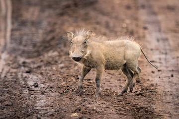 Baby warthog facing camera on muddy track