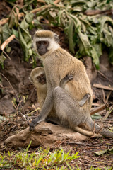 Naklejka na ściany i meble Baby vervet monkey with mother on rock