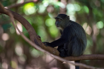 Blue monkey sitting on branch in shade