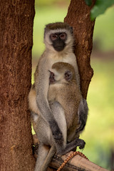 Baby vervet monkey with mother on pole