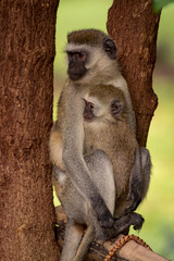 Baby vervet monkey with mother facing left