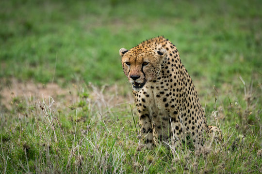 Cheetah with lowered head staring over grassland