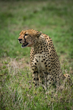 Cheetah sitting in grass with mouth open