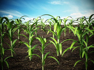 Corn field. Depth of field effect. 3D illustration