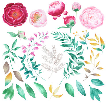 Watercolor set of purple and pink peonies leaves and bud